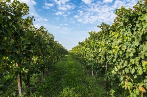 VINITALY, NEGLI STATI UNITI AVANTI SPEDITI, LA GUERRA DEI DAZI NON OSTACOLA L’EXPORT